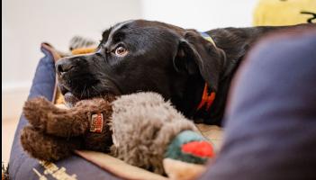 Softer Sounds and Calmer Hounds Dogs Trust Launches Calming Playlist to Support Dogs During Firework Season