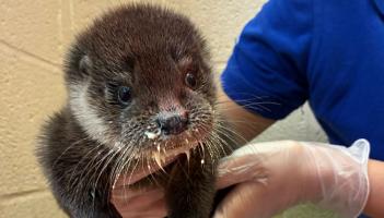 Iris - Credit RSCPA West Hatch Wildlife Centre