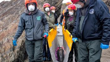 Combe Martin dolphin credit BDMLR-Annie Brogden