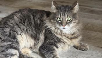 Cat Kovu missing (1)