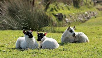 Northam Burrows: New signs installed after sheep 'worrying' incidents