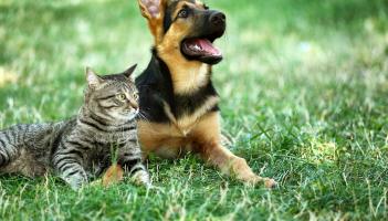 Cat dog in grass credit Africa Studio-Adobe Stock
