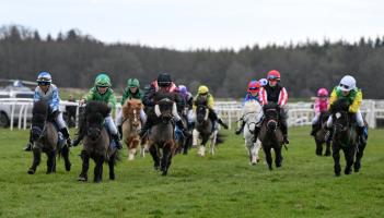 Shetland Ponies at Exeter in 2025 (Image credit Francheska Altoft)