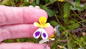 Sand pansy on Braunton Burrows