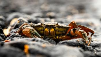 RSPCA issues Easter &lsquo;crabbing&rsquo; warning to North Devon holidaymakers