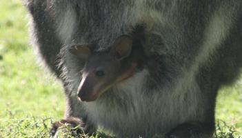 Exmoor Zoo baby wallaby pouch 1 crop