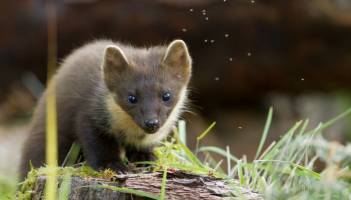 Pine marten credit Mark Hamblin