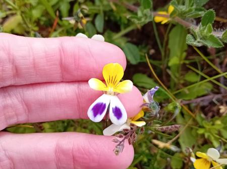 Sand pansy on Braunton Burrows