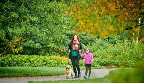 Rosemoor dog generic