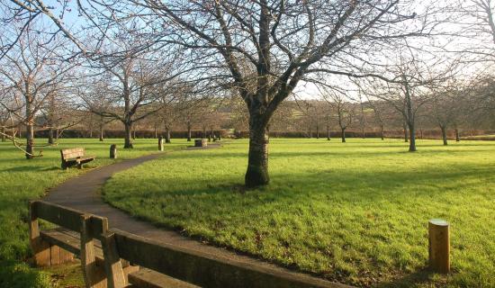 ENDG 101125_p10 Mazzard orchard