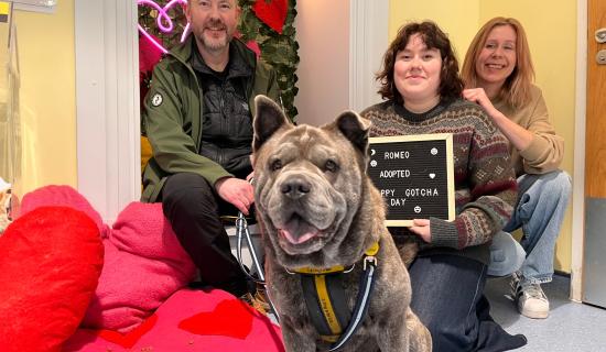 Romeo the rescue dog finally finds love after 106 days in care