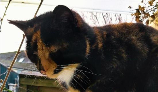 WB cat Rosie 1 credit WB School