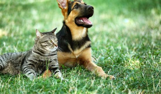 Cat dog in grass credit Africa Studio-Adobe Stock