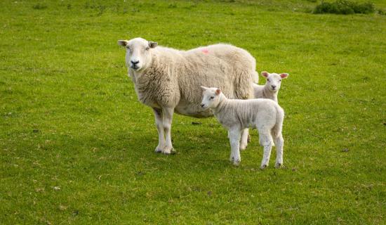 sheep in field credit Moorland Roamer-Adobe Stock