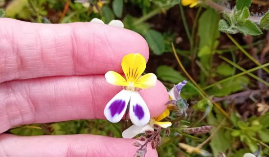 Sand pansy on Braunton Burrows