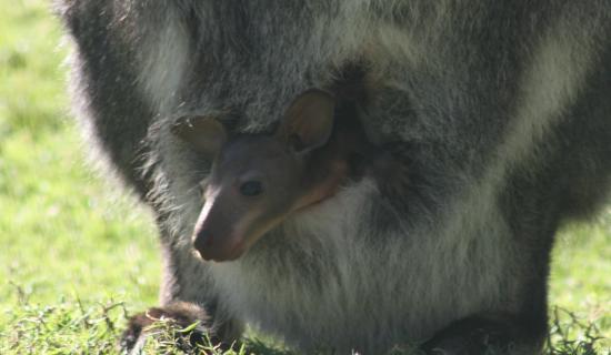 Exmoor Zoo baby wallaby pouch 1 crop