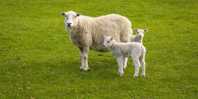 sheep in field credit Moorland Roamer-Adobe Stock