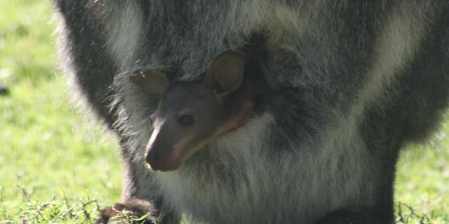 Exmoor Zoo baby wallaby pouch 1 crop