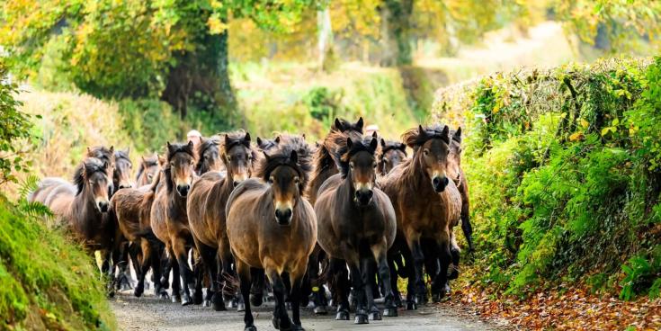 Exmoor ponies reunite for one of nature’s rare spectacles