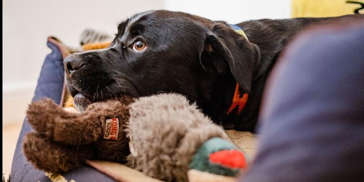 Softer Sounds and Calmer Hounds Dogs Trust Launches Calming Playlist to Support Dogs During Firework Season