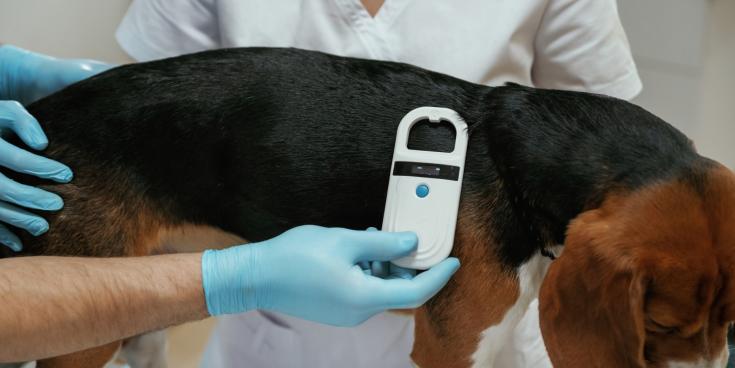 Dog being scanned for microchip
