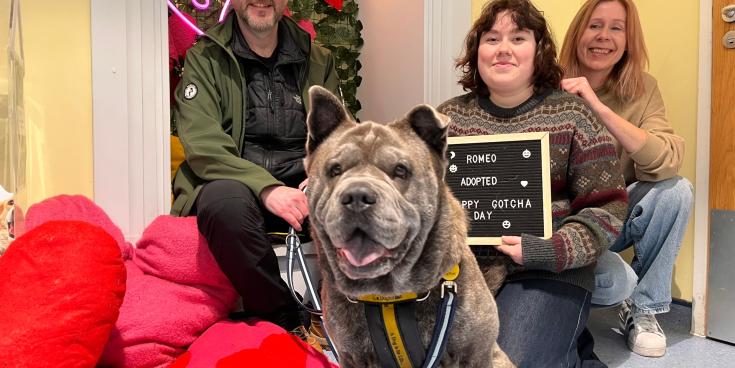 Romeo the rescue dog finally finds love after 106 days in care