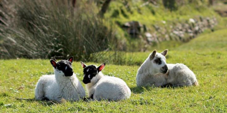 Northam Burrows: New signs installed after sheep 'worrying' incidents