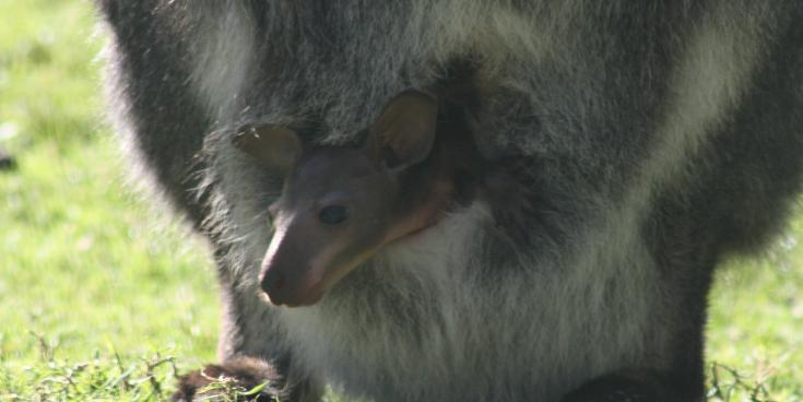 Exmoor Zoo baby wallaby pouch 1 crop