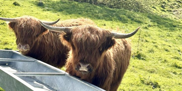 Highland Cows - Lynmouth Holiday Retreat CROPPED
