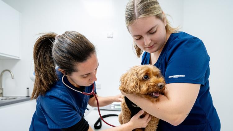 Torbridge Vet health checks 1 credit CVS Vets