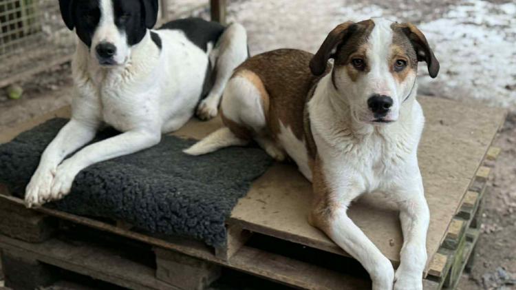 Bonded rescue dogs in Devon urgently need a loving permanent home