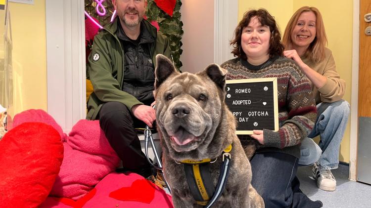 Romeo the rescue dog finally finds love after 106 days in care