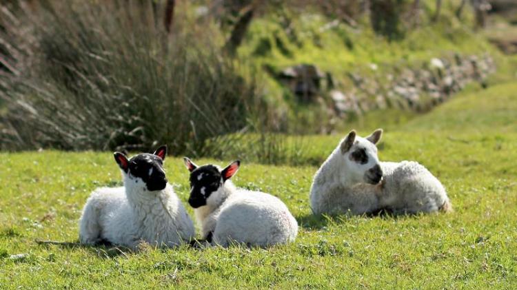 Northam Burrows: New signs installed after sheep 'worrying' incidents