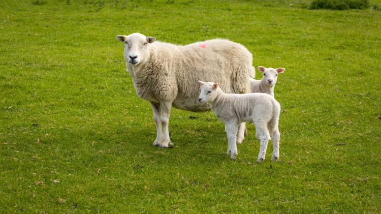 sheep in field credit Moorland Roamer-Adobe Stock