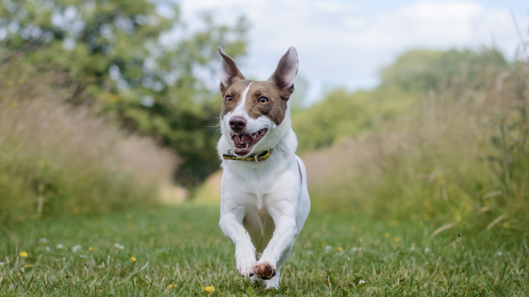 Ilfracombe charity issues warm weather warning to North Devon dog owners