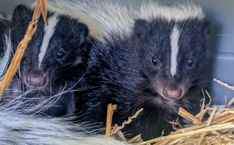 Paignton Zoo’s new arrivals are stinking up the spotlight