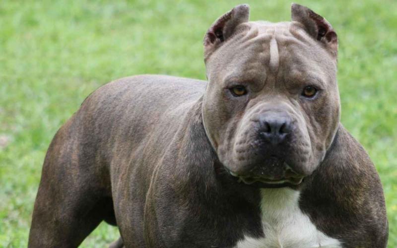 Judge orders destruction of Pit Bull Terrier which attacked Portlaoise youth