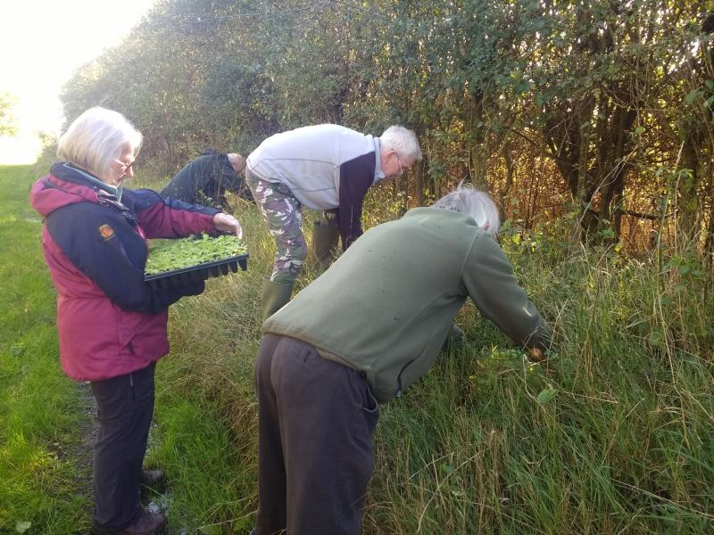 Volunteers planting primroses at Home Farm Marsh Fremington, previous award winners - Credit: Tarka Country Trust