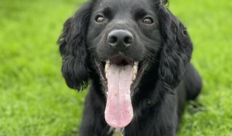 It is not known why reports of animal cruelty peak in the summer months - Credit: RSPCA