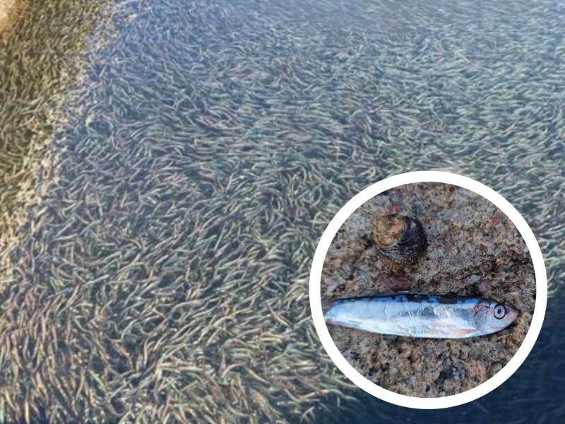 ndg WWH fish stranded