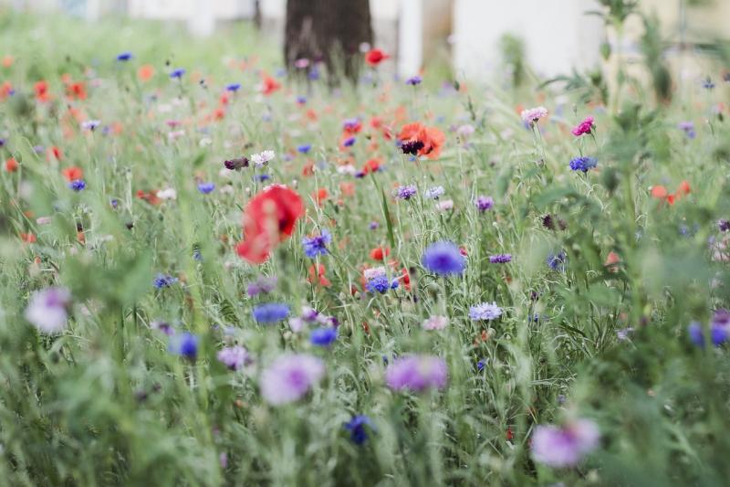 Wild flowers - Credit: Pixabay