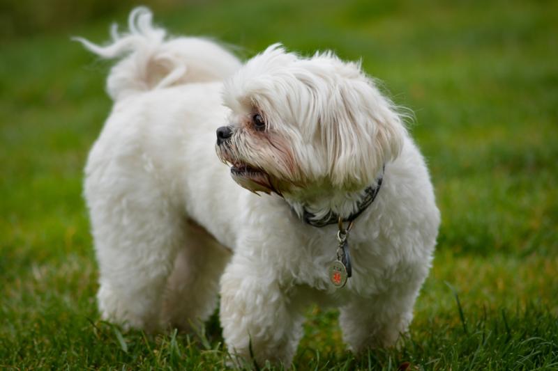 Generic dog photo - Credit: Koushik Chowdavarapu / Unsplash