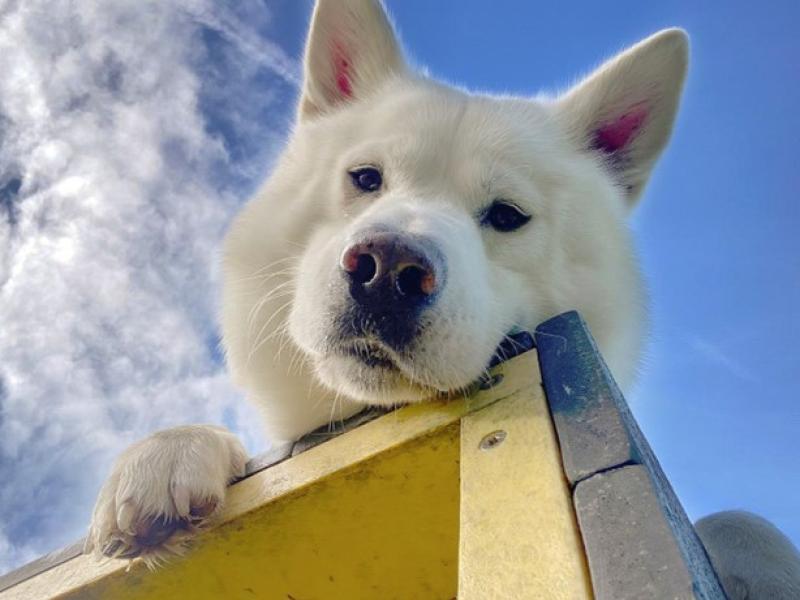 If you see a dog in a car in distress, the charity advises that members of the public call 999