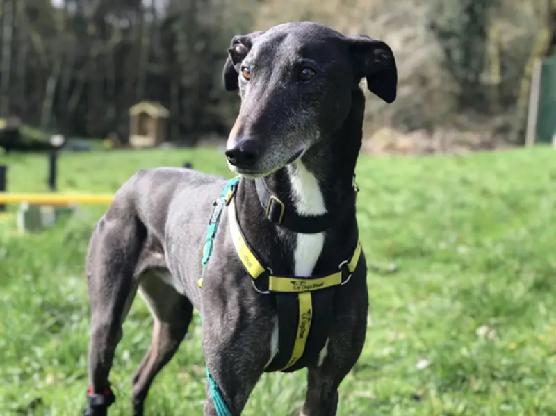 Dash the greyhound is looking for a forever home