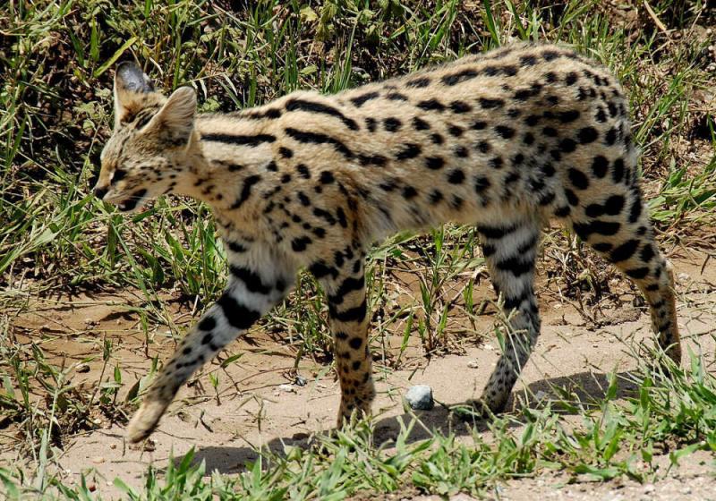 A serval cat at Serengeti National Park, Tanzania - Credit: Picasa