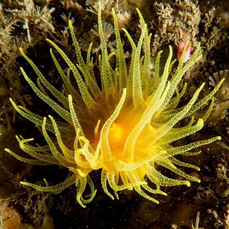 Sunset Coral Cup - Credit: Maggs Ashton