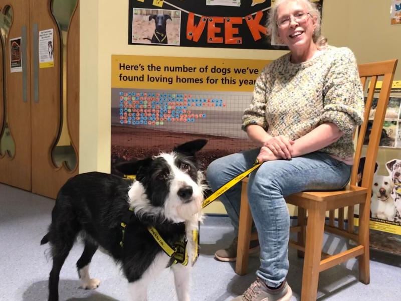 ndg dogs trust rosie rehomed