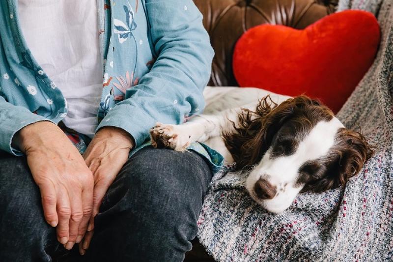 Dog owner's lap