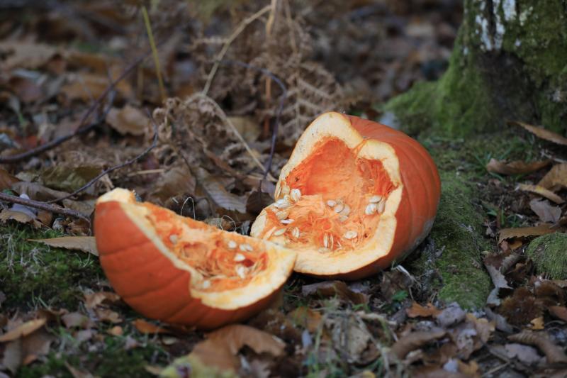 A pumpkin dumped in woodland - Credit: Forestry England