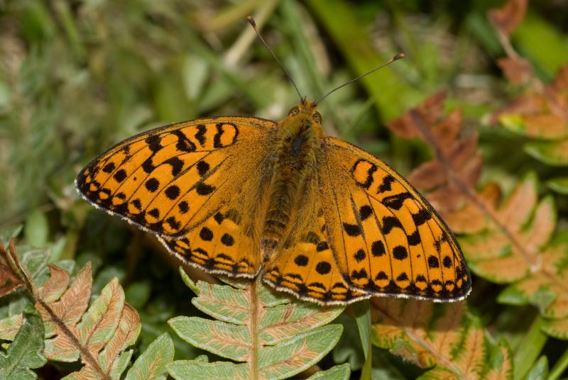 High Brown Fritillary Butterfly - Credit: Chris Root